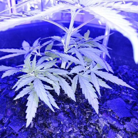 Pot A growlog timeline photo