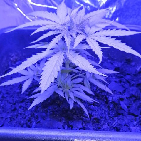 Pot A growlog timeline photo