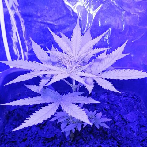 Pot B growlog timeline photo