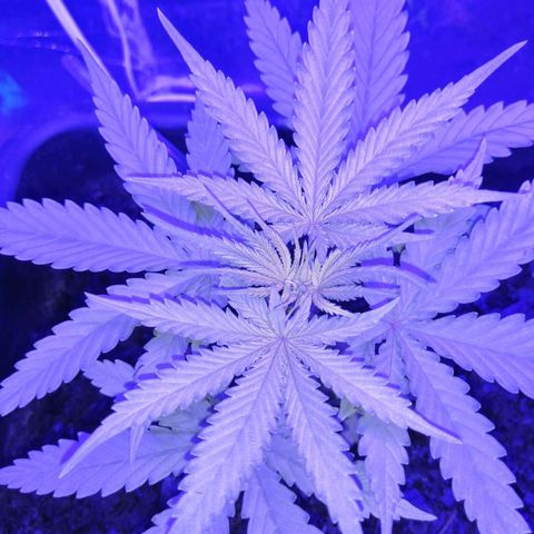Pot B growlog timeline photo