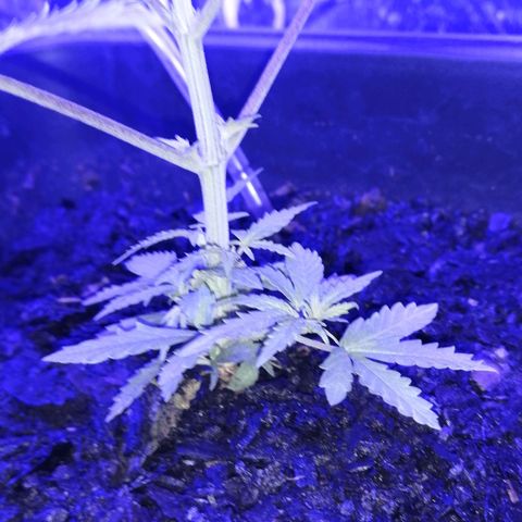 Pot B growlog timeline photo