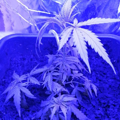 Pot A growlog timeline photo