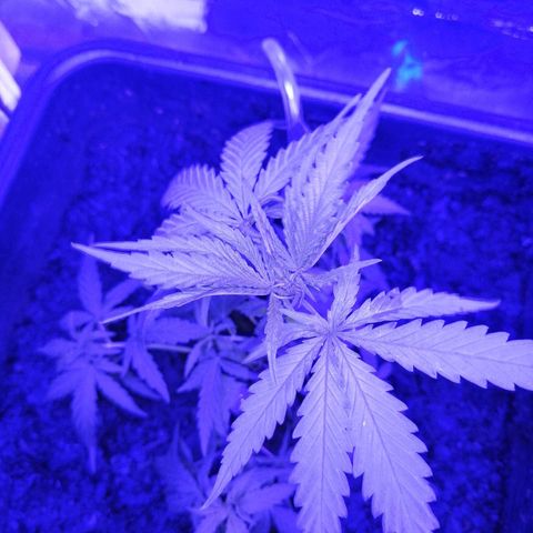 Pot A growlog timeline photo