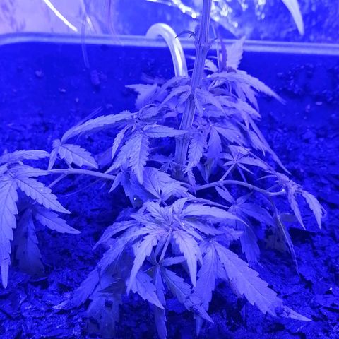 Pot A growlog timeline photo