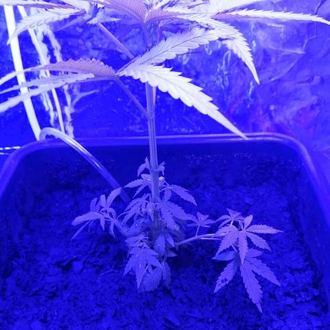 Pot B growlog timeline photo