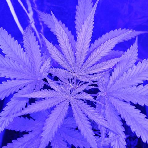 Pot B growlog timeline photo