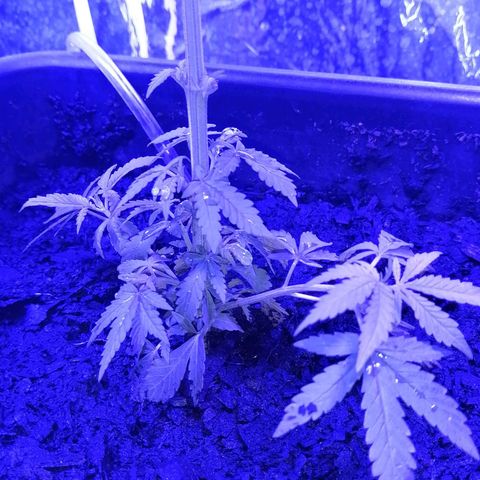 Pot B growlog timeline photo