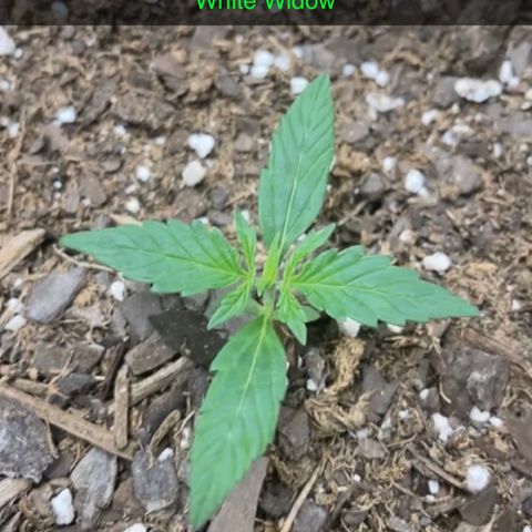 Mary  growlog photo: 13th day from seed.