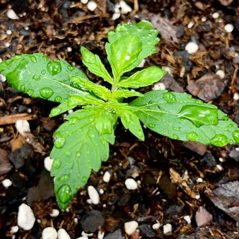 Mary  growlog photo: The girls are getting bigger & stronger each day!! 🌴🌴 
Soil: Foxfarm Happy Frog
Water: 3 oz, ph6, 
sprayed every other day
Nutes: none (week 3.5) 
Temp: 75.7
Humidity: 59
Lights: 18hr
Sleep: 6hr