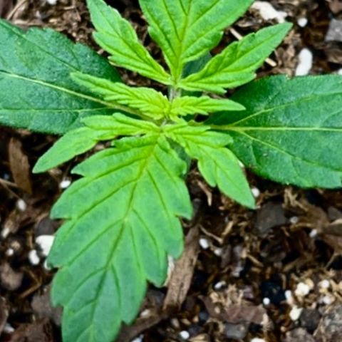 Mary  growlog photo: The girls are getting bigger & stronger each day!! 🌴🌴 
Soil: Foxfarm Happy Frog
Water: 3 oz, ph6, 
sprayed every other day
Nutes: none (week 3.5) 
Temp: 75.7
Humidity: 59
Lights: 18hr
Sleep: 6hr