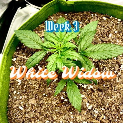 Mary  growlog photo: Week 3 introduce NOTGs nutes 🌱🌱