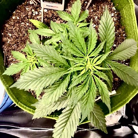 Mary  growlog photo: Week4 2 feedings later