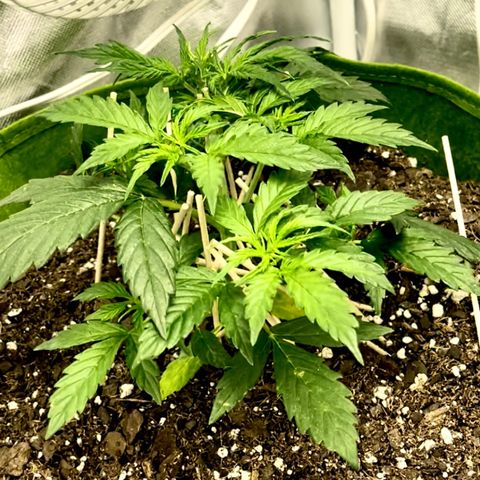 Mary  growlog photo: Week4 2 feedings later plant2 