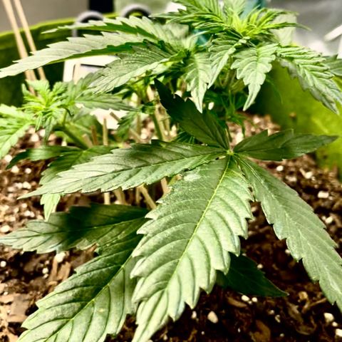 Mary  growlog photo: Week4 2 feedings later plant1 