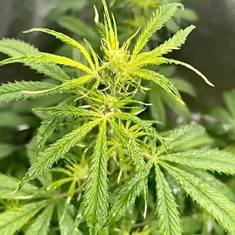 Mary  growlog timeline photo