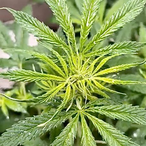 Mary  growlog timeline photo