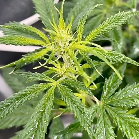 Mary  growlog timeline photo