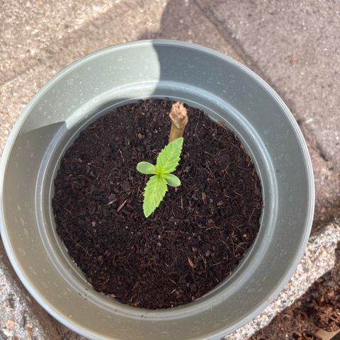 OGE growlog timeline photo