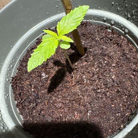OGE growlog timeline photo