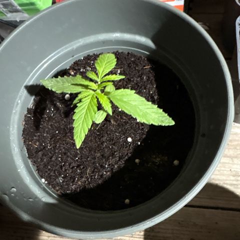 OGE growlog timeline photo