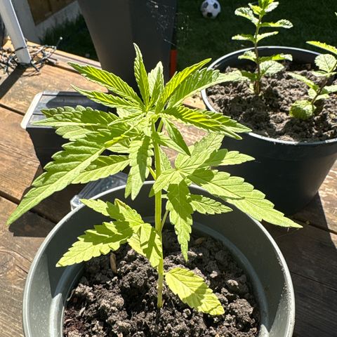 OGE growlog timeline photo