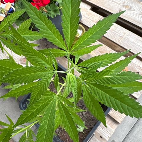 OGE growlog timeline photo
