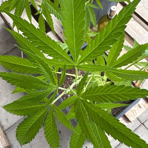 OGE growlog timeline photo