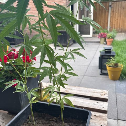 OGE growlog timeline photo