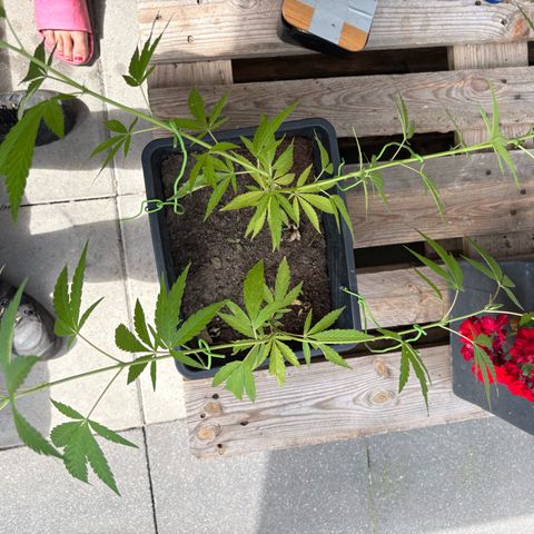 OGE growlog timeline photo