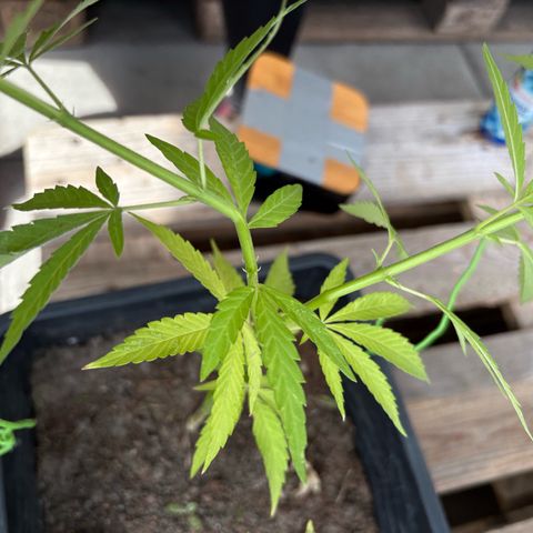 OGE growlog timeline photo