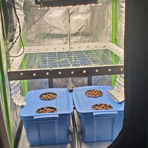 Peanut butter haze growlog timeline photo