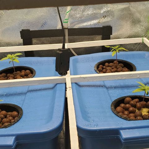 Peanut butter haze growlog timeline photo