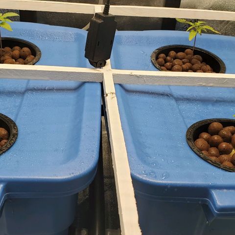 Peanut butter haze growlog timeline photo