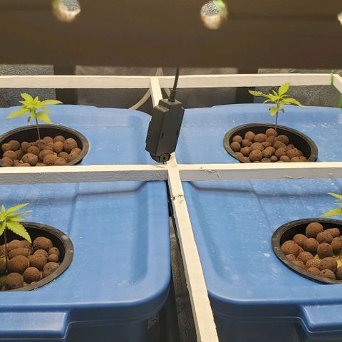 Peanut butter haze growlog timeline photo