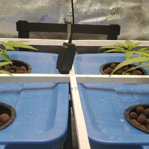 Peanut butter haze growlog timeline photo