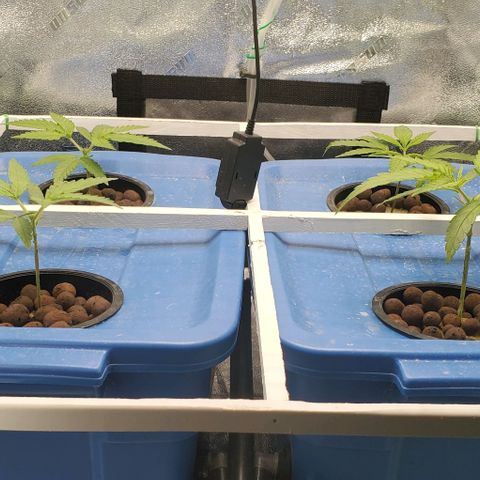 Peanut butter haze growlog timeline photo