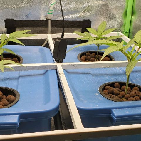 Peanut butter haze growlog timeline photo