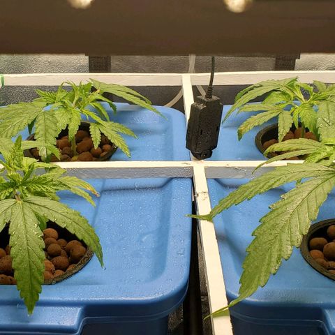 Peanut butter haze growlog timeline photo