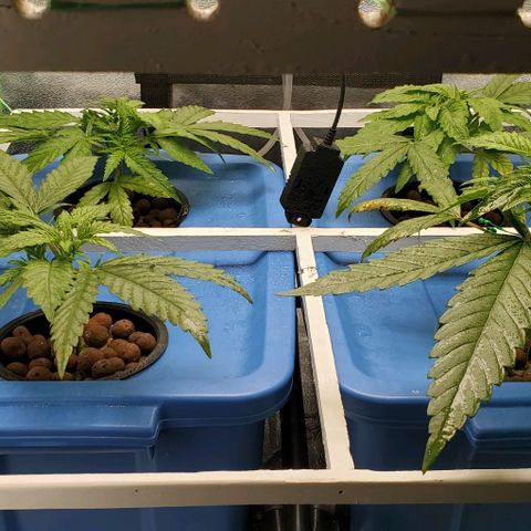 Peanut butter haze growlog timeline photo