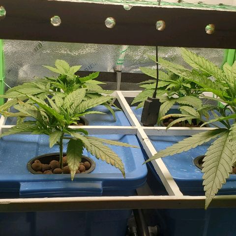 Peanut butter haze growlog timeline photo