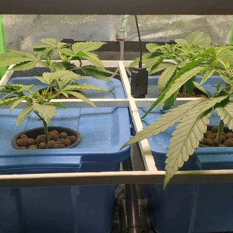 Peanut butter haze growlog timeline photo
