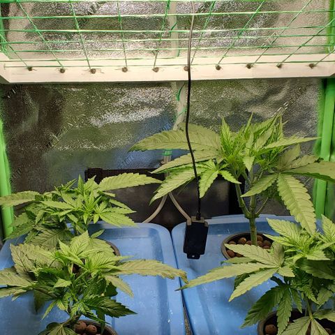 Peanut butter haze growlog timeline photo