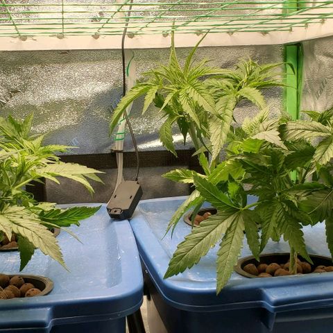 Peanut butter haze growlog timeline photo