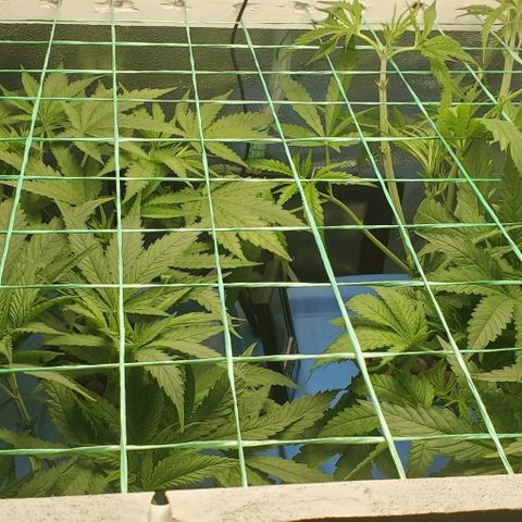 Peanut butter haze growlog timeline photo