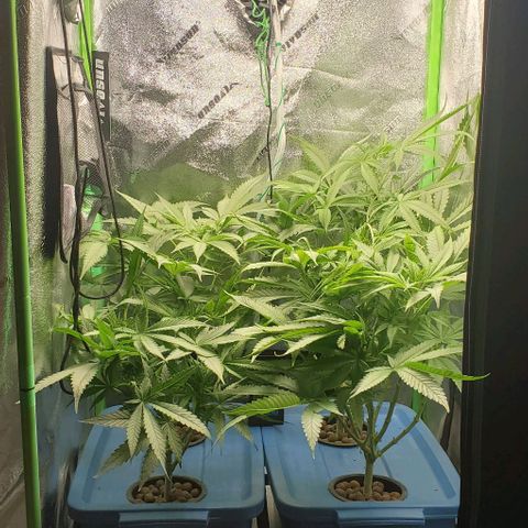 Peanut butter haze growlog timeline photo