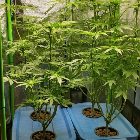 Peanut butter haze growlog timeline photo