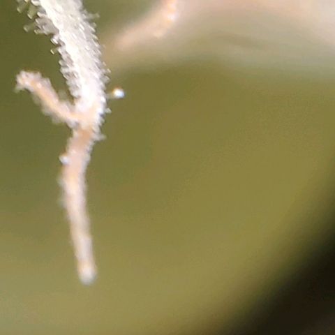 Peanut butter haze growlog timeline photo