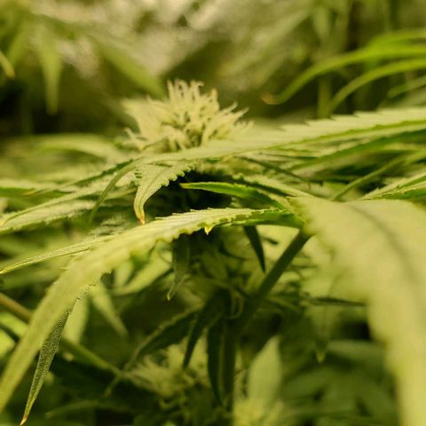 Peanut butter haze growlog timeline photo