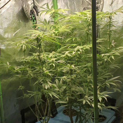 Peanut butter haze growlog timeline photo