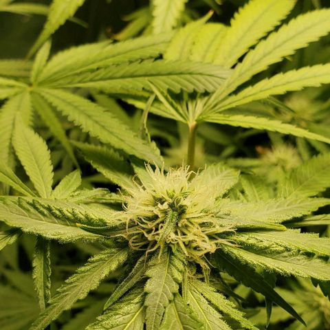 Peanut butter haze growlog timeline photo